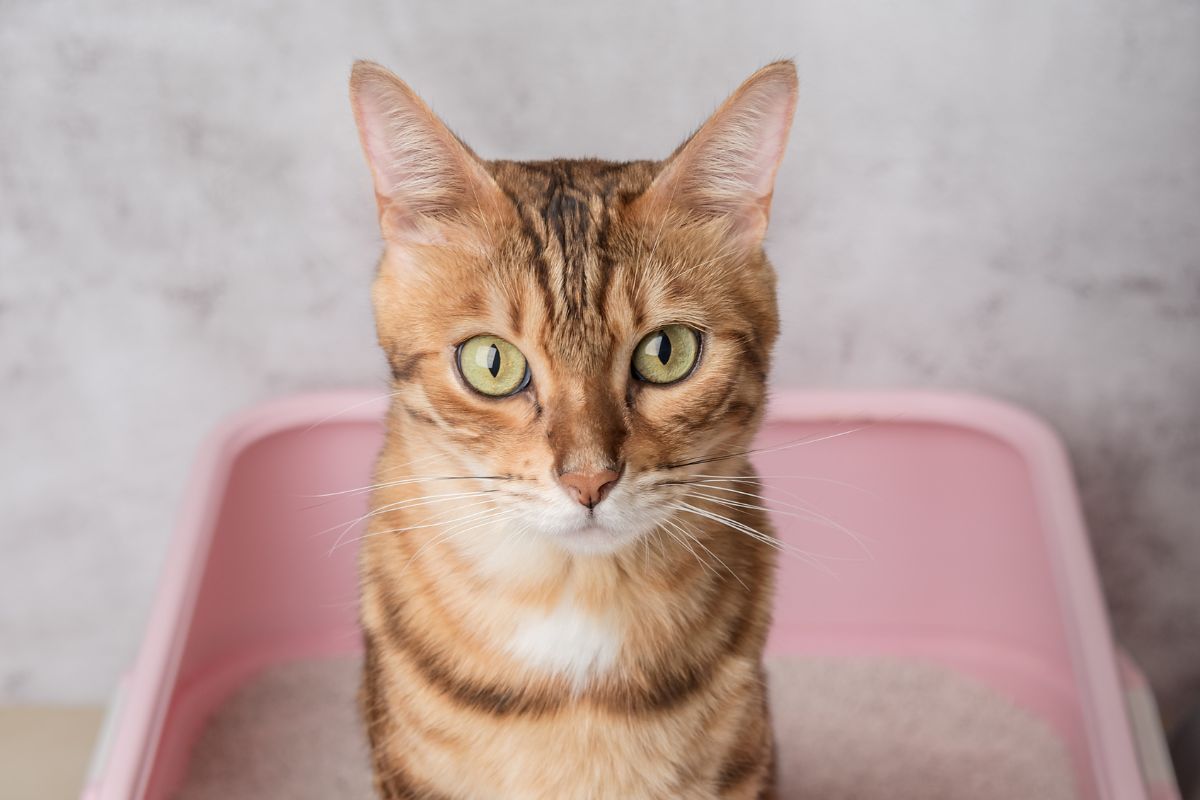 cistitis idiopática felina