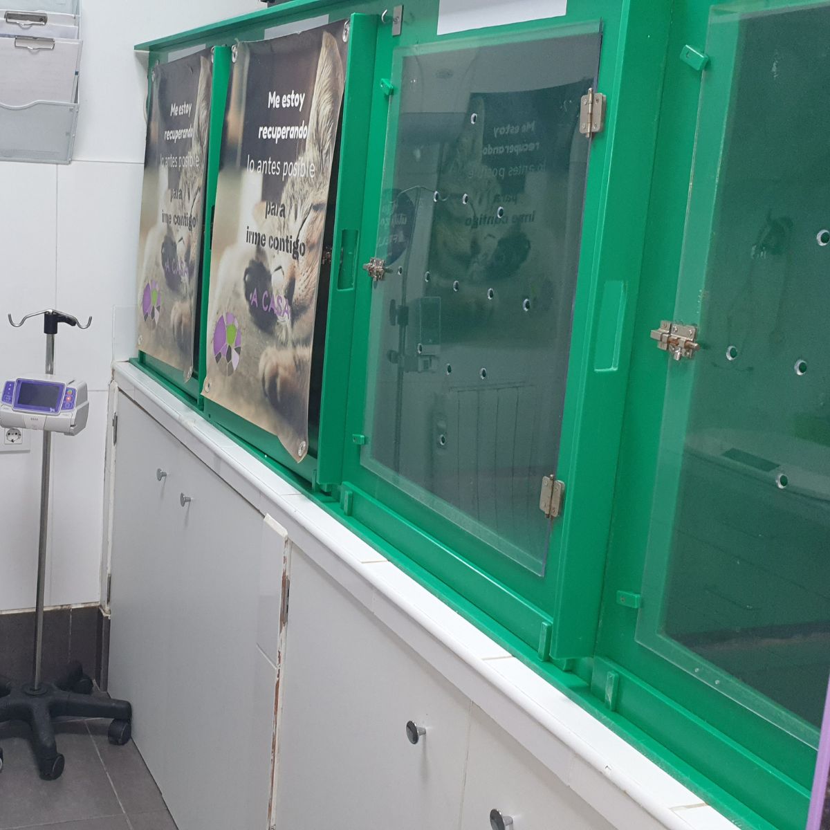 hospitalización gatos