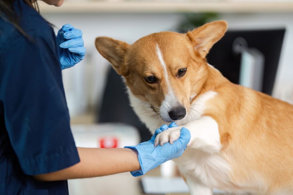 oncología veterinaria