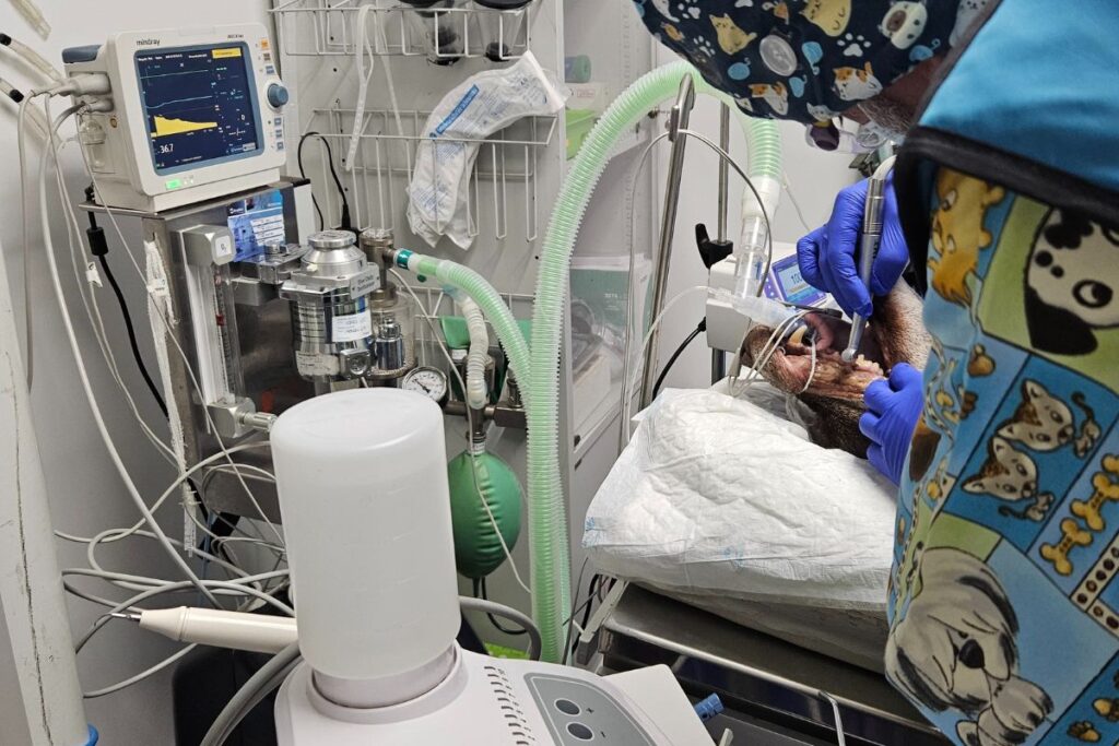 dentista veterinario