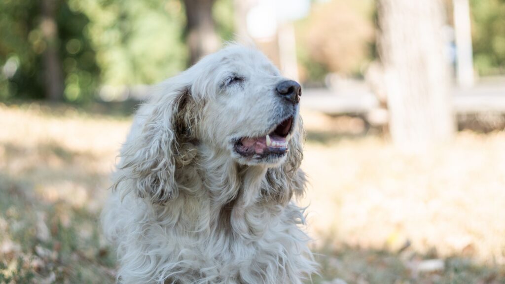 cuidados perro senior