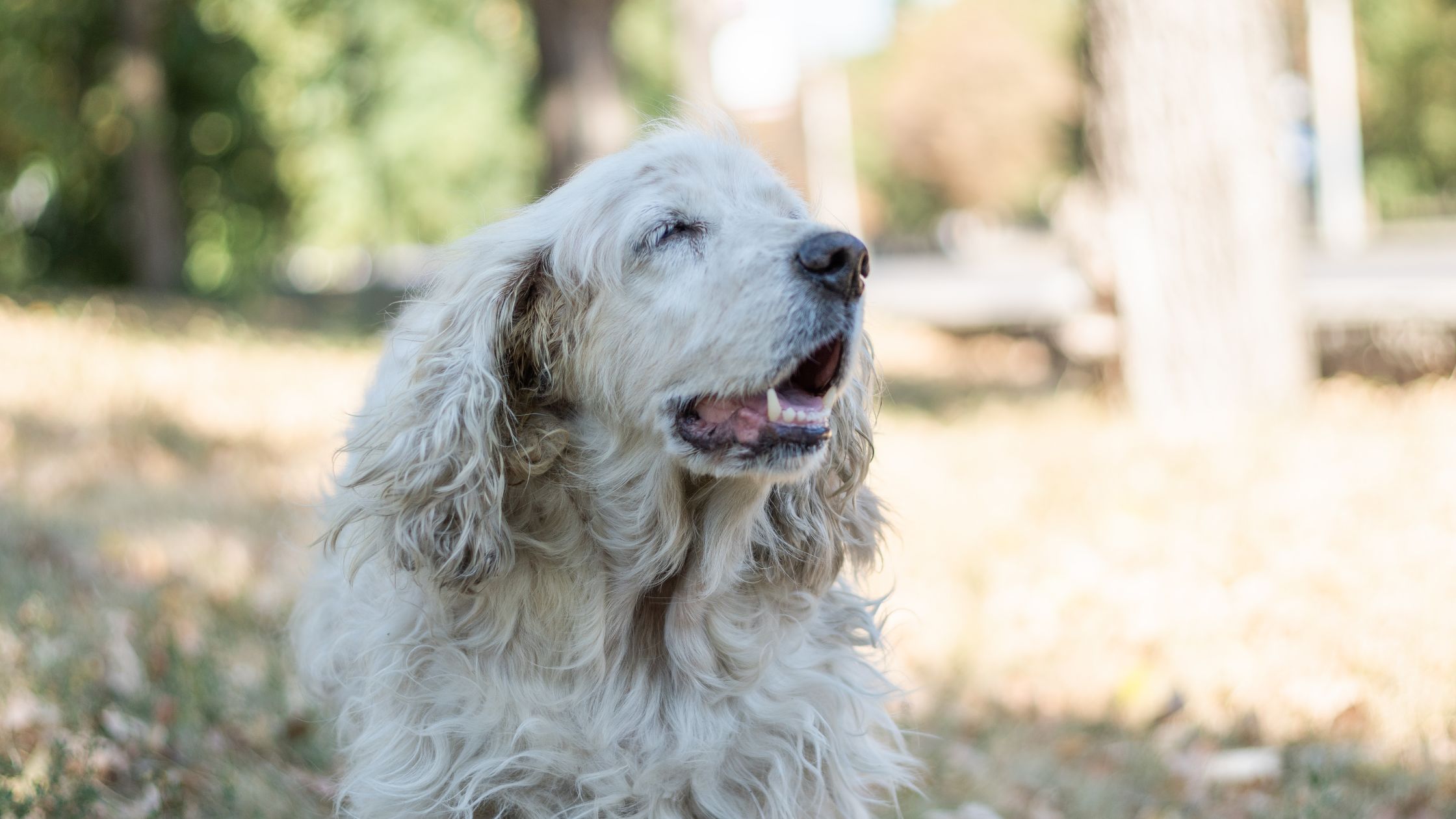 cuidados perro senior