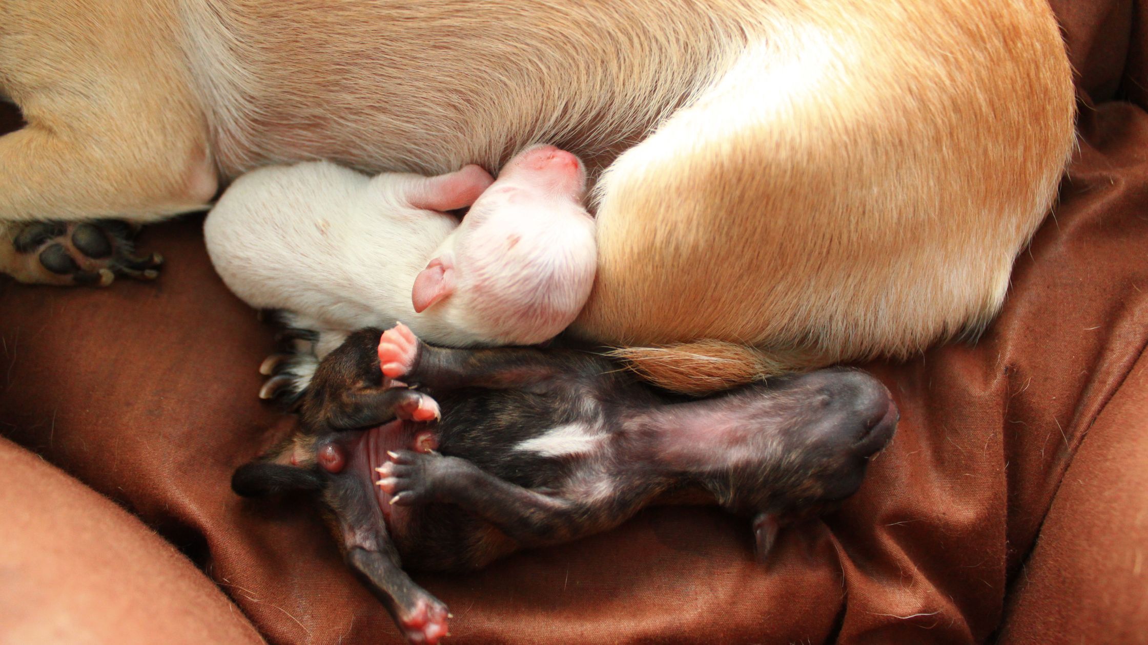Cachorros durmiendo tras el parto y periparto en perros