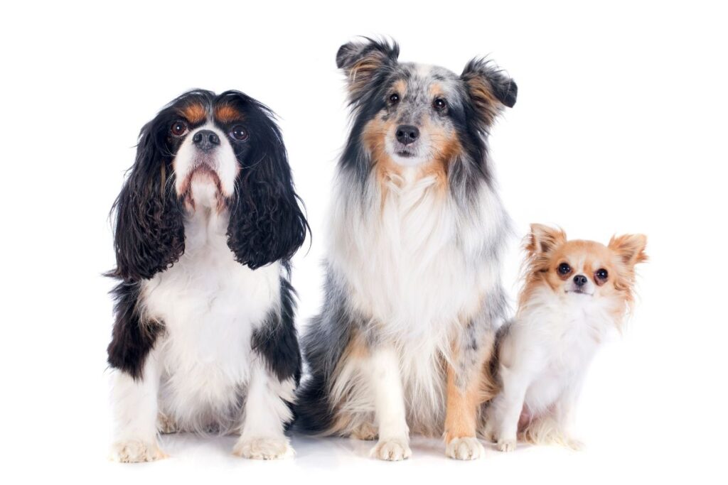 campaña perros geriátricos