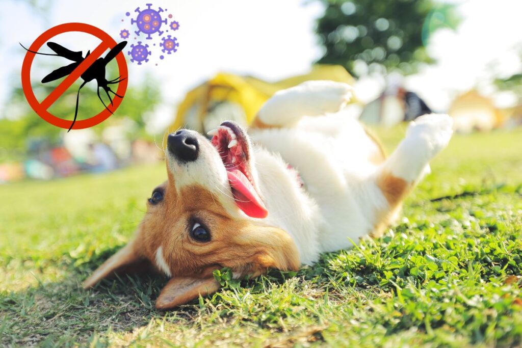 Campaña de prevención contra la Leishmaniosis