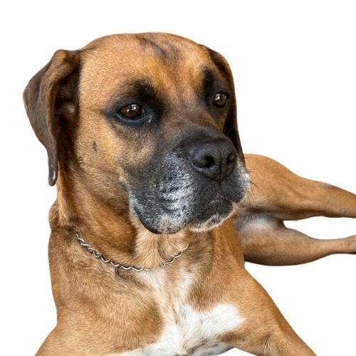 adopción perra boxer leda