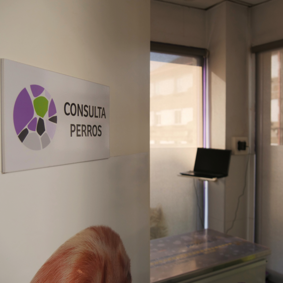 Consulta perros veterinario