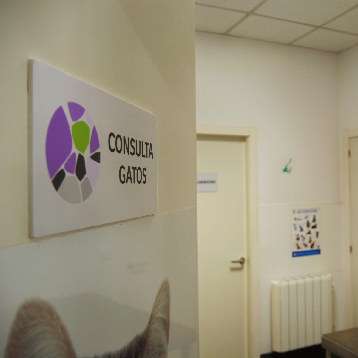 Consulta gatos tartaruga