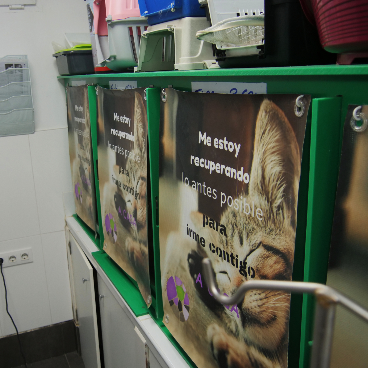 Hospitalización gato